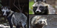 Raccoon dogs linked to Covid-19 origins, new data suggests