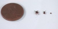 How to protect yourself -- and your pets -- during tick season