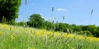 Allergy season becoming longer and stronger due to climate change