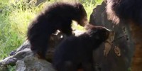 Philadelphia Zoo introduces sloth bear cubs: Help name them!
