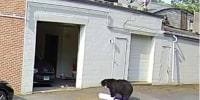 Bear breaks in and eats 60 cupcakes at Connecticut bakery