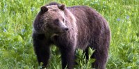 Bear necessities: How scientists are tracking Yellowstone’s grizzlies