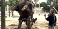 See elephants at Texas zoo do yoga!