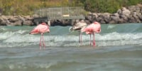 Flamingos in Wisconsin! Dozens flock to see the rare sight