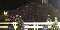 Fierce winds take down National Christmas tree in Washington, DC