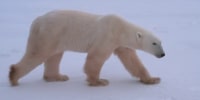 Why polar bear encounters are spiking in a small Canadian town