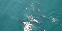 New program tracks endangered whales and warns ships near them