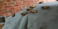 Cicadas swarm South, with trillions expected for the biggest invasion in centuries
