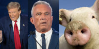 MAGA panic: Dogs, cats & piggie meltdown haunt Trump as GOP warns of election bloodbath