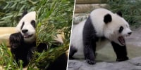 See the 2 giant pandas that just arrived in Washington from China