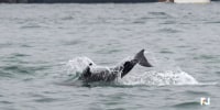 Wild dolphin delighting tourists in Venice