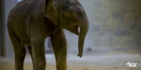 New baby elephant makes debut at The National Zoo