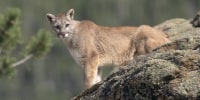 Image: A mountain lion in Colorado