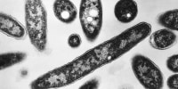 Legionella pneumophila bacteria which are responsible for causing Legionnaires' disease.