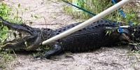 Image: Alligator attack