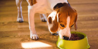 Dog Beagle Eating Canned Food From Bowl In Bright Interior.