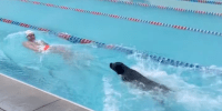 dressel holds a toy swimming as he is chased by his black lab swimming behind him in a swim lane