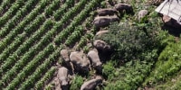 A herd of wild Asian elephants migrates in southwest China's Yunnan province on July 13, 2021.