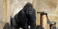 Great apes in Moscow Zoo
