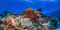 A shark swims on a reef in Ailinginae Atoll in the Marshall Islands in August 2018.