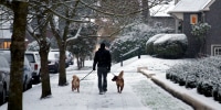 A man walks his dogs through a snowy West Seattle neighborhood on Christmas Eve, Dec. 24, 2017. (Genna Martin, Seattlepi.com)