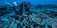 A researcher for the French National Centre for Scientific Research studies corals in the waters off the coast of Tahiti of the French Polynesia in December 2021.