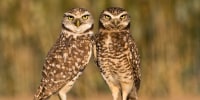 Image: Burrowing Owls, Athene cunicularia, Salton Sea, California, USA