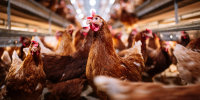 The spread of H5N1 bird flu in the U.S. has largely been blamed on the migration of wild birds flying over domestic flocks and transmitting the virus through their droppings.

Indoor farm of hens that lay eggs