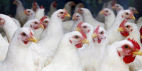 Flock of white broiler chickens