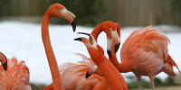 Image: Flamingos