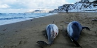 More than 100 dolphins have washed up on the Turkish coast since February.