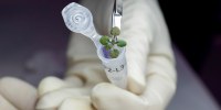 A researcher places a thale cress plant grown during a lunar soil experiment in a vial for genetic analysis at the University of Florida in Gainesville in 2021.