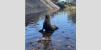 San Diego’s wayward sea lion, now named Freeway, was discovered in a storm drain in a pretty dense, urban part of town and more than a mile from ocean water.