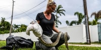 Snake hunter Amy Siewe removes a dead python from a plastic bag in the backyard of a house in Delray Beach, Fla., on May 21, 2020.