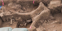 The excavation site mostly holds broken bones from the mammoths’ ribs and spine. The most prominent fossil is a portion of the adult mammoth’s skull.