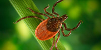 Image: Blacklegged Tick