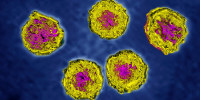 Poliovirus, Tem