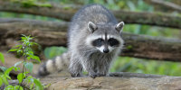 Image: Raccoon