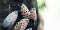 Spotted lanternflies perch on a tree in New York