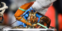 A worker weighs a lobster to sort in Arundel, Maine, on Jan. 24, 2022.