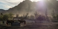 Boarded horses in Rio Verde Foothills, Ariz. on January 7, 2023.