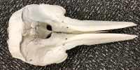 A dolphin skull was found in luggage at Detroit Metropolitan Airport.