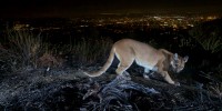 This July 10, 2016, photo shows an uncollared adult female mountain lion photographed with a motion sensor camera in the Verdugos Mountains in in Los Angeles County, Calif. 