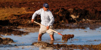 A worker removes sargassum seaweed from the shore of Playa del Carmen, Mexico, on May 8, 2019.