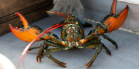 A lobster rears its claws after being caught off Spruce Head, Maine