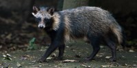 A raccoon dog in Mexico City