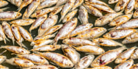 Specialist contractors will remove millions of rotting fish from an Outback river after an unprecedented die-off caused by depleted oxygen levels due to recent floods and hot weather, police said on Monday, March 20, 2023. 