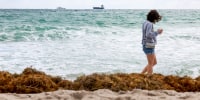 A beachgoer walks past seaweed that washed ashore on March 16, 2023 in Fort Lauderdale, Fla.