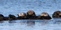 FILE - Sea otters are seen together along the Elkhorn Slough in Moss Landing, Calif., on March 26, 2018. A nonprofit group that aims to protect endangered species asked the U.S. Fish and Wildlife Service on Thursday, Jan. 19, 2023, to reintroduce sea otters to a stretch of the West Coast from Northern California to Oregon. (AP Photo/Eric Risberg, File)