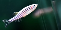 A zebra danio, or zebrafish, swims in a tank in a research institute in Wuhan in central China's Hubei province Thursday, April 22, 2021.